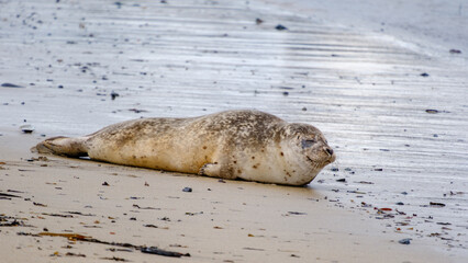 A serene moment at Ytri Tunga, Iceland, where a seal rests peacefully on the sandy beach. The gentle waves caress the shore under a cloudy sky, creating a tranquil atmosphere for wildlife.