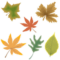 autumn leaves collection