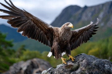 Majestic eagle spreads its wings on a rocky surface in the wilderness
