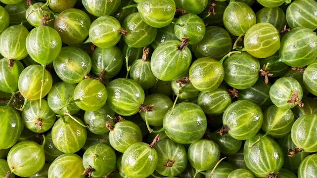 Green ripe gooseberries background close up. Ripe gooseberries in vibrant shades of green.  freshly harvested gooseberries. Close up top view