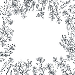 Hand-drawn wild medicinal herbs.  Vector background. Sketch  illustration.