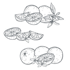 Hand-drawn orange fruits, leaves and flowers. Vector sketch  illustration.