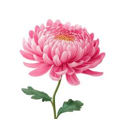 Pink mum tropical flower hand drown illustration Watercolour  petal chrysanthemum isolated on white or transparent background 