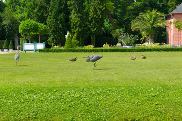Beautiful garden with a flowerbed and the Grey Heron on green meadow.