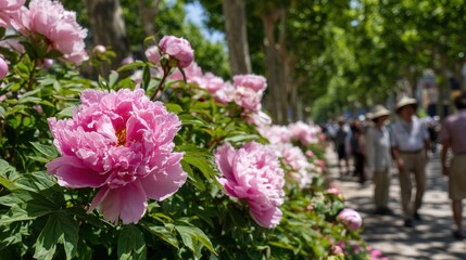 Blooming pink peonies line a pathway as people stroll through a sunny park.