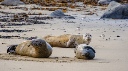 A group of seals relaxes on the sandy beach at Ytri Tunga, Iceland. The tranquil setting showcases their peaceful moments against a backdrop of natural beauty and coastal tranquility.