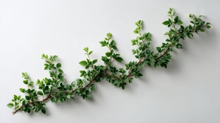 An upward trending business graph made of growing green vines on a clean white wall.
