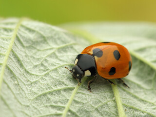 insect ladybug Coccinella septempunctata on a leaf