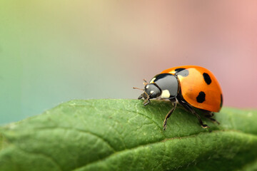 insect ladybug Coccinella septempunctata on a leaf