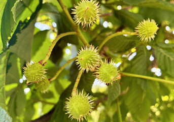 Chestnut ovary. Young prickly chestnut fruits. Hidden treasures of chestnut. Close up. Small...