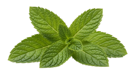 Close up view of a vibrant fresh mint plant with multiple leaves and detailed vein patterns visible on transparent background