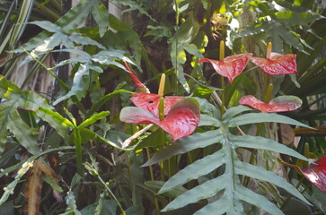 Anthurium or Flamingo Flower, this Anthurium has a very romantic flower, which resembles a shiny red heart shape
