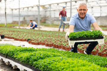 senior male gardener arranges pallets with spearmint seedlings in greenhouse. Cultivation of...