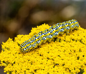 The macro photo shows a bright caterpillar with white, yellow, and black spots crawling on a yarrow flower cluster. Body segments and fine floral details are clearly visible.