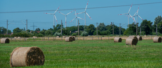 Heuernte verarbeitet zu Rundballen auf einem Feld