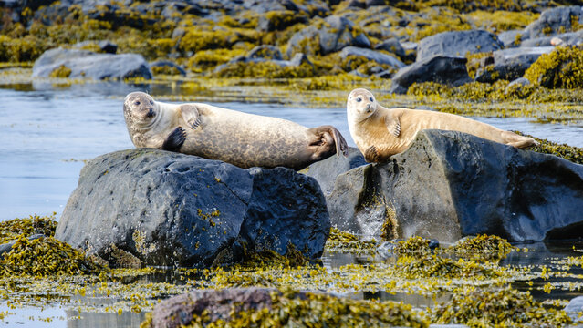 Two seals relax on smooth rocks along the coastline of Ytri Tunga, Iceland. The tranquil waters reflect a clear sky while seaweed carpets the shoreline, creating a serene atmosphere.