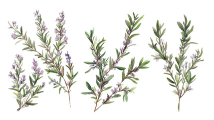 Bunch of fresh rosemary herbs with purple flowers isolated on white background
