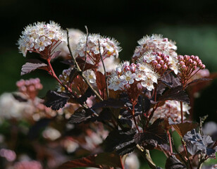 Ninebark Shrub with Delicate White Flowers and Dark Leaves, Close-up of Physocarpus Opulifolius...