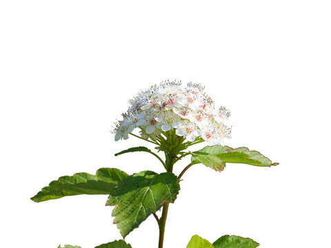 Close-up of Ninebark Physocarpus Opulifolius Blossoms in Sunlight with Spider sitting on isolated transparent