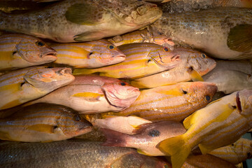 Kee Fish, Brown-striped Red Snapper fishes at traditional market, Pasar Penuin Wet Market in Batam City, Indonesia