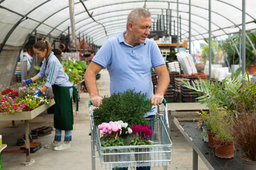 Obraz premium Elderly man chooses various potted flowers at the flower market