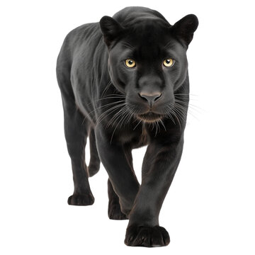 Majestic Black Panther Walking in Focus, png element with transparency