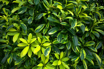 Dwarf umbrella tree (Schefflera arboricola) green leaves after raining. Nature background