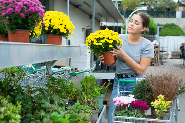 Joyful young female customer inspecting potted Chrysanthemum Mishal flowers while pushing shopping cart in garden center