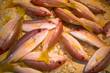 Kee Fish, Brown-striped Red Snapper fishes at traditional market, Pasar Penuin Wet Market in Batam...