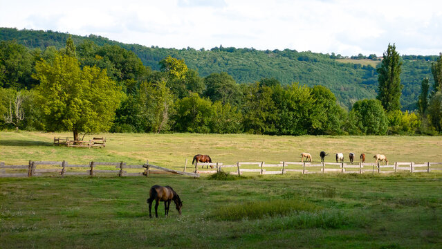Horse and foal pasture, extensive breeding, large meadow and hills in the countryside, Prats-de-Carlux, Dordogne, P&eacute;rigord, France