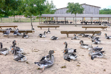 Obraz premium Goose farming, foie gras production in Dordogne, force-feeding of geese in France