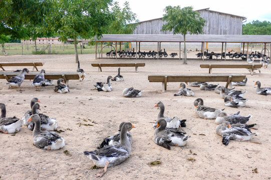Goose farming, foie gras production in Dordogne, force-feeding of geese in France