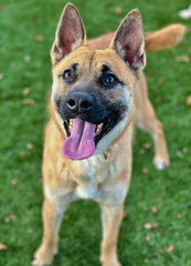 Tan German Shepherd Mix with Pink Tongue