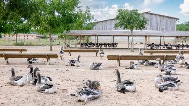 Goose farming, foie gras production in Dordogne, force-feeding of geese in France