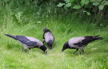 Three crows are pecking at something in the grass