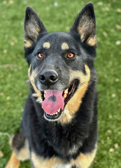 German Shepherd Mix Smiling on Lawn