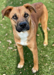 Boxer Shepherd Mix Dog with Upright Ears