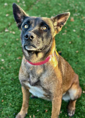 Boxer Shepherd Mix Looks Up Attentively