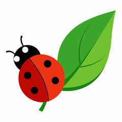Fototapeta premium ladybug on green leaf