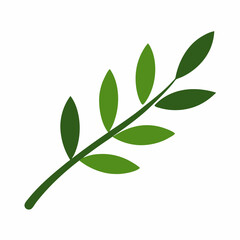 Obraz premium green leaf isolated on white background