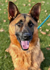 German Shepherd with Tongue Out in Autumn Light