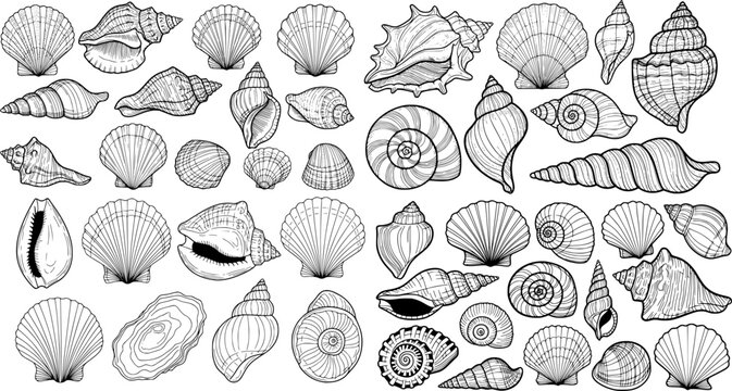 sea shell collection hand drawn vector in outline style
