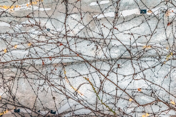 Bare vines on a concrete wall in Girona, Spain, during autumn. The minimalist composition highlights natural textures, seasonal colors, and the interplay of lines and surfaces