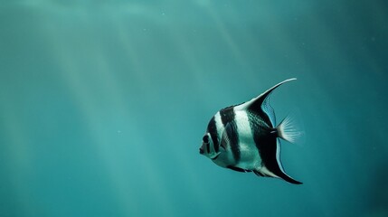 Underwater shot of a black and white fish swimming. Sunlight beams through the water
