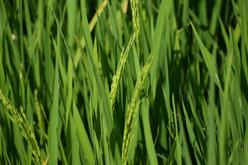 green grass background