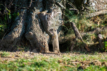 european ground squirrel standing near the tree
