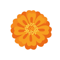 Illustration of a orange marigold flower isolated on transparent background, png image 
