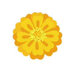 Illustration of a yellow marigold flower isolated on transparent background, png image 