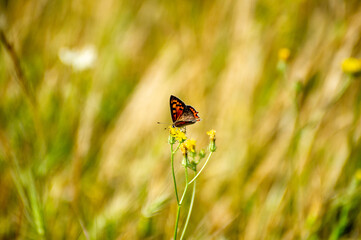 butterfly of lycaena phlaeas on a flower
