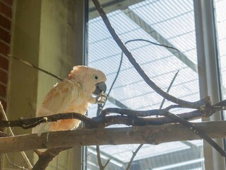 A creamy white Moluccan cockatoo sits on a branch, holding food in its claw. Soft natural light...